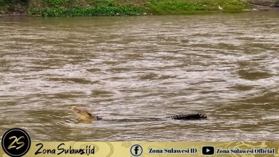 Buaya Berkalung Ban Kembali Muncul di Awal Tahun