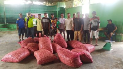 Empat Kelompok Tani Terima Bantuan Bibit Bawang dari Pemdes Palasa