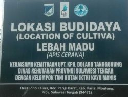Sempat Fakum, Budidaya Lebah Madu Jono Kalora  Kembali Berdiri