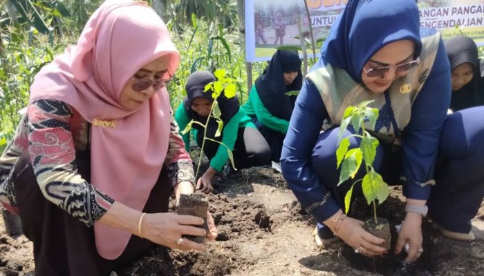 Pemkab Parimo Canangkan Gerakan Tanam Cabe untuk Tekan Inflasi
