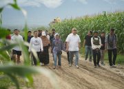 Kelola Kebun di Sigi, Ahmad Ali Boyong Puluhan Konten Kreator Panen Jagung