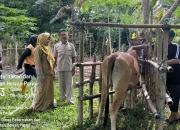 Gelar Vaksinasi PMK Gratis untuk Ternak, DISPKH Siapkan 1.000 Dosis Vaksin